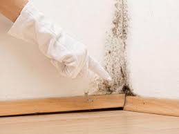 Mold Odor Removal Services in Van Vleck, TX